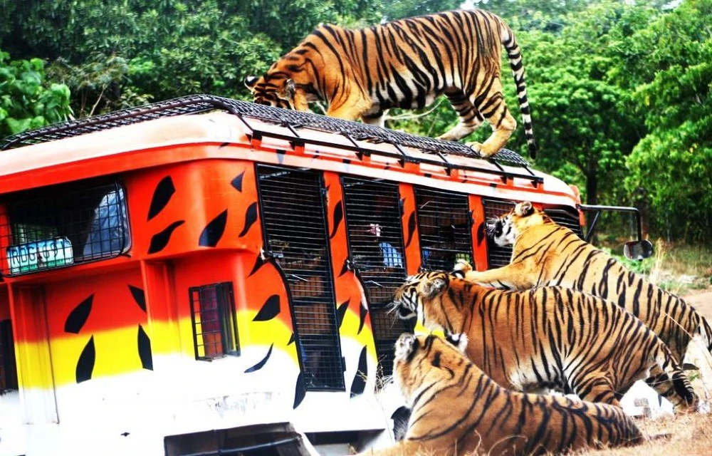 Zoobic Safari in Olongapo City Pictures